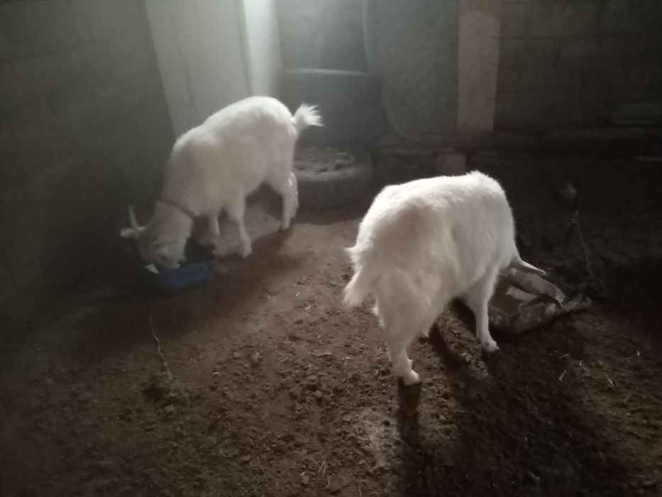 Сутті ешкілер сатылады