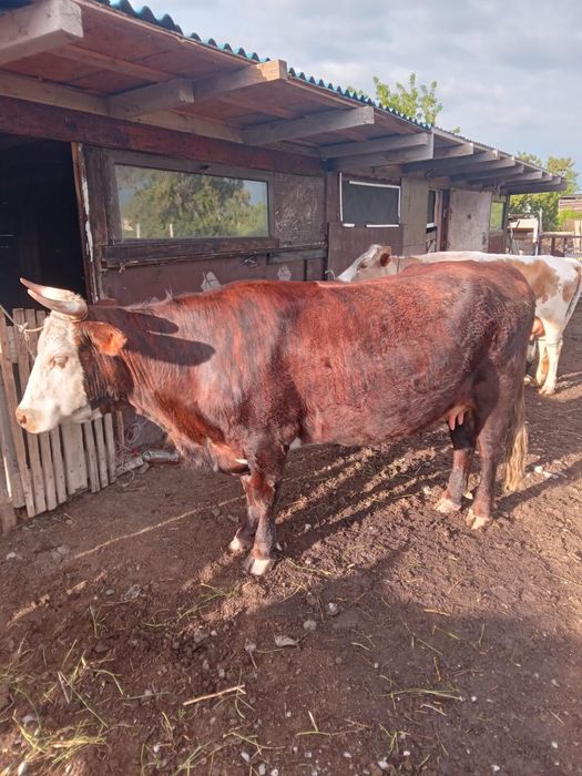 Корова с теленком