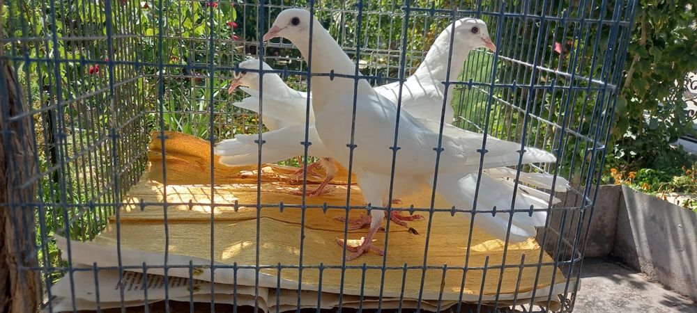 Голуби широкохвостые