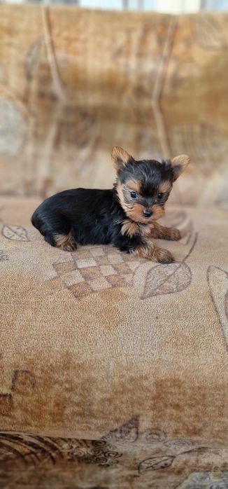 Йоркширски териер