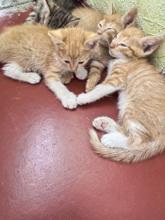 Котята бесплатно