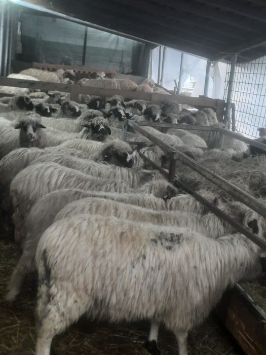 Vand oi cu miei Arges