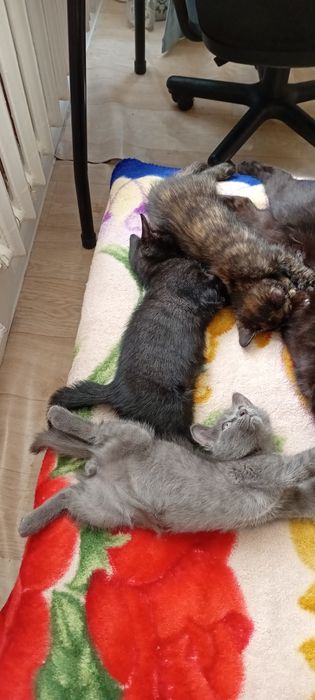 Двухмесячный котенок