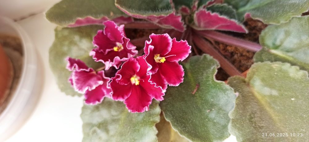 Продам комнатные фиалки