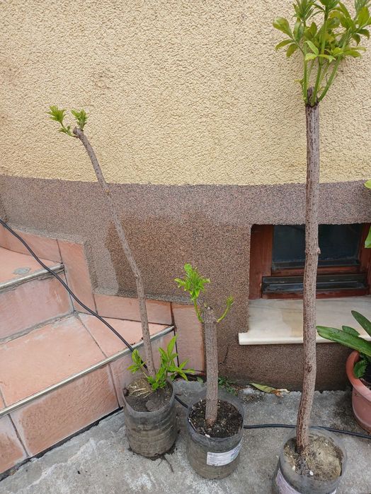 Soc galben Sambucus nigra aurea, ghiveci 5 l