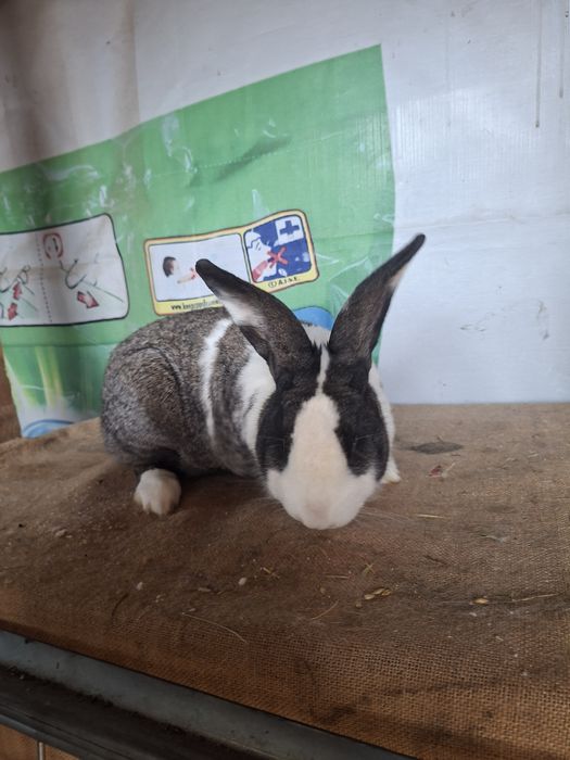 Mascul hycole francez