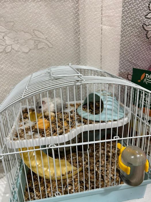 Продам Хомяка девочка