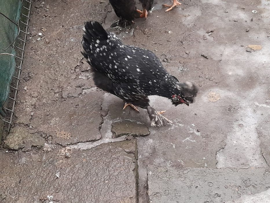 Găini și cocoși strumski