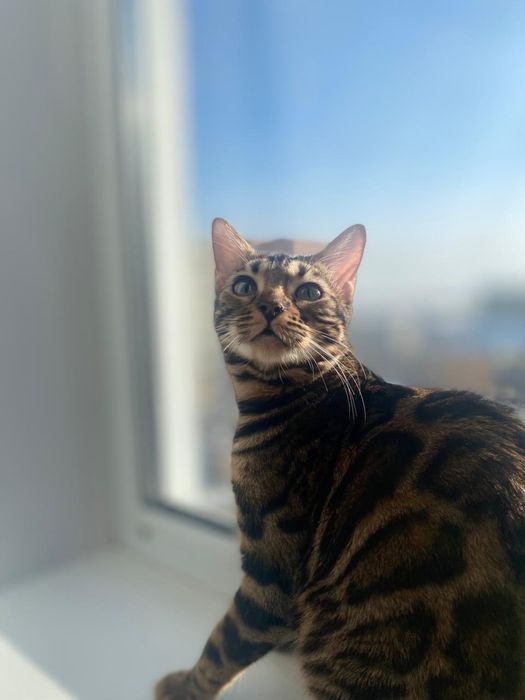 Вязка бенгальской кошки