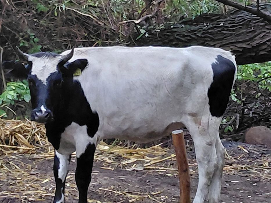 Vând vaca tânără