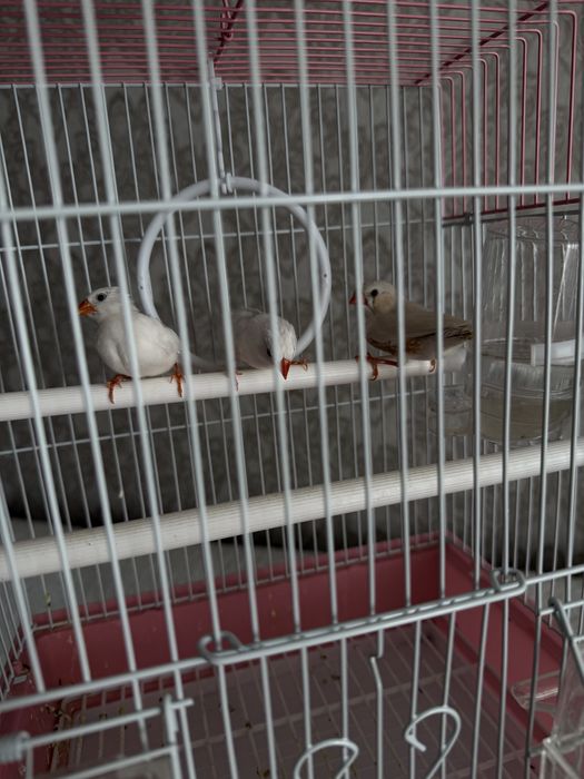Продам птичек амадины