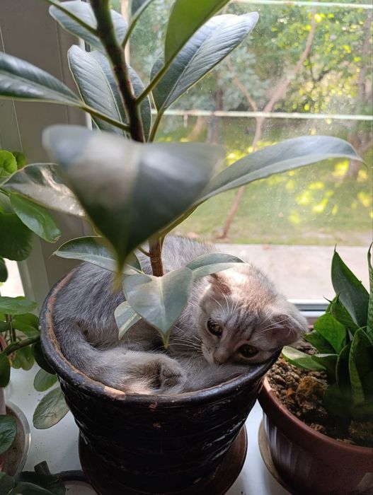 Котëнок, мушук боласи