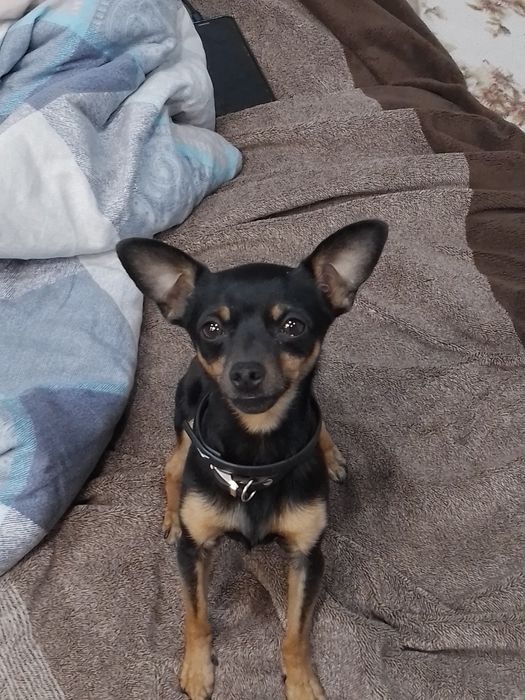 Вязка той терьера