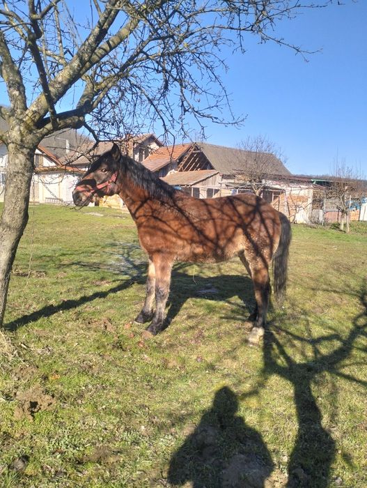 Mânz armăsar de vânzare