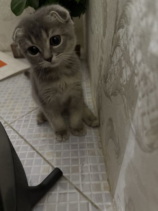 Скоттиш фолд котенок