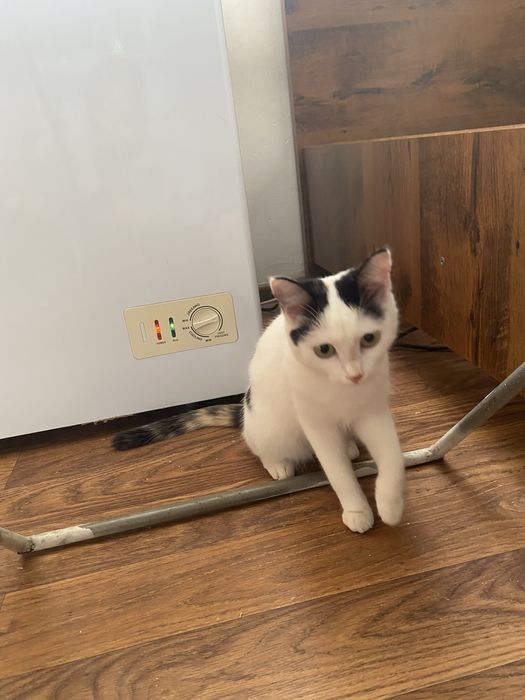 Отдам в хорошие руки кошечек