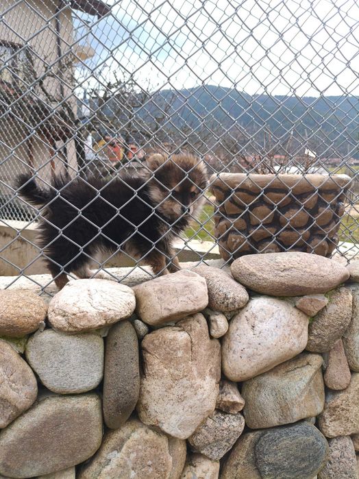 померан шпиц мини