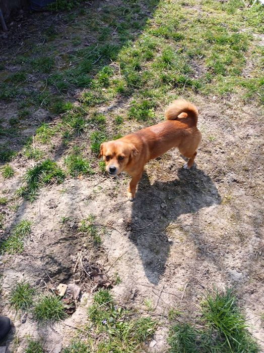 Подарявам мъжко куче