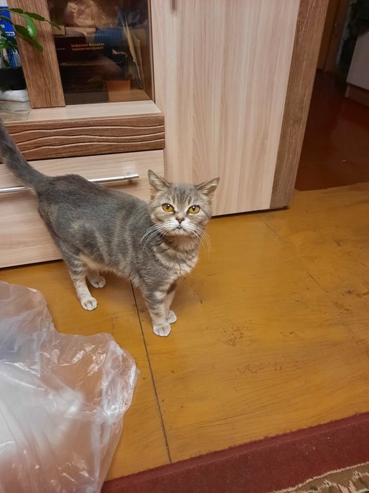 Продам милых котят.