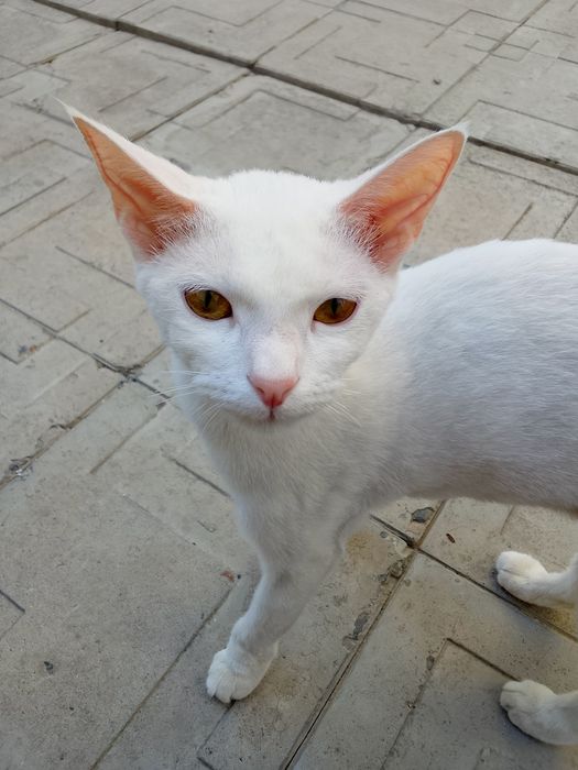 Кошка оддам даром