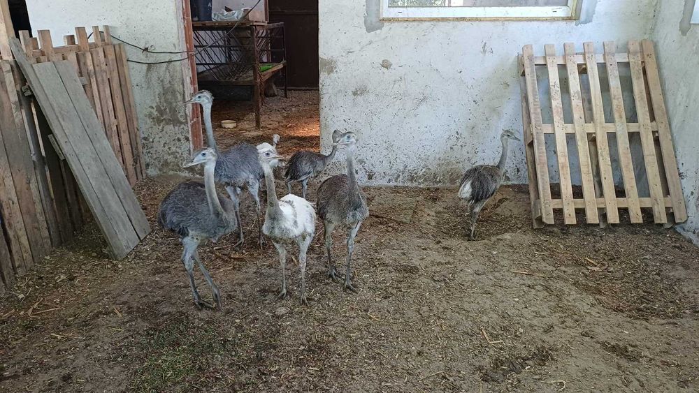 Бели и сиви щрауси Нанду