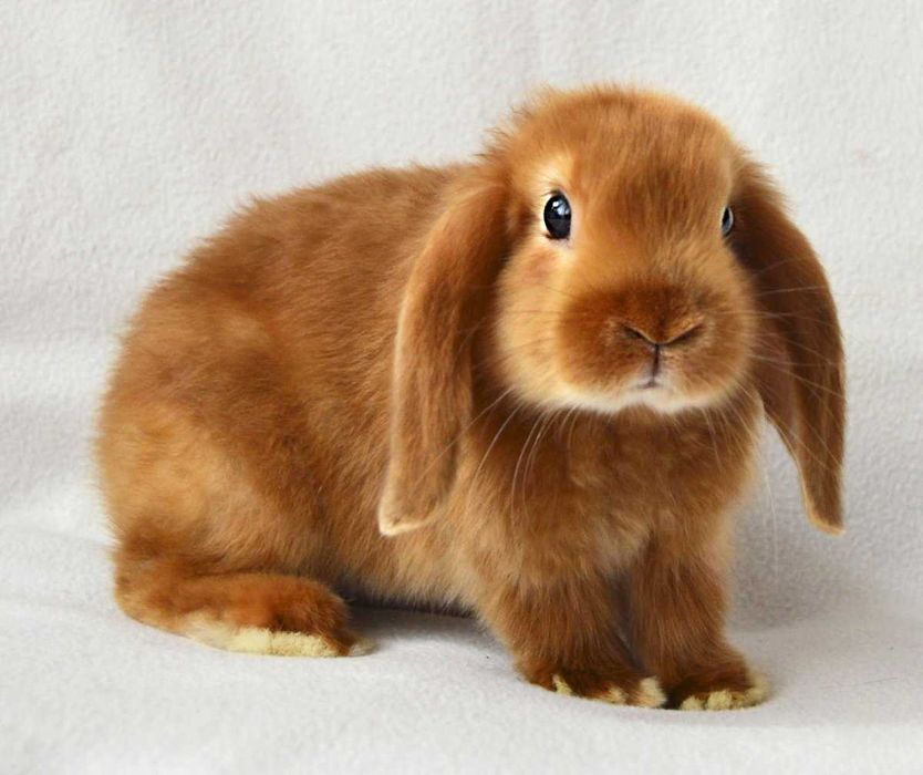 Кролики декоративные