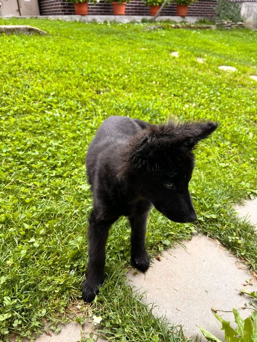 Cățeluș spre adopție