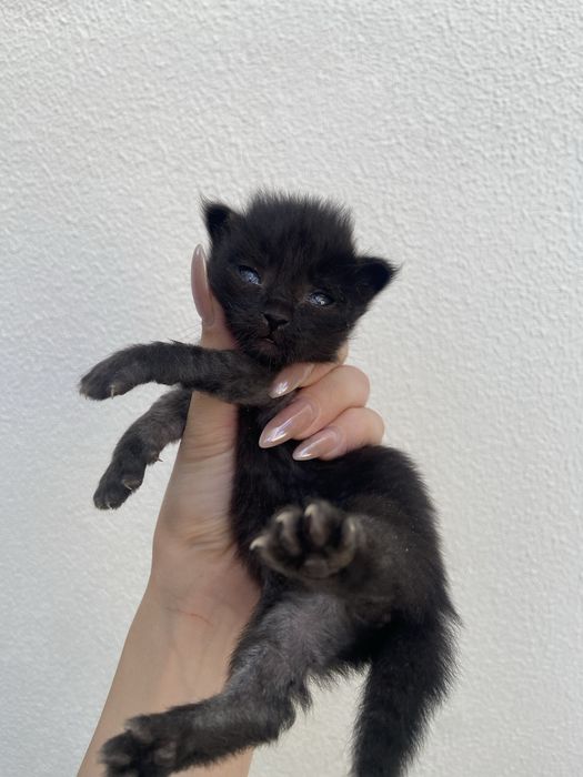 Котенок мальчик, родился 29.07.26