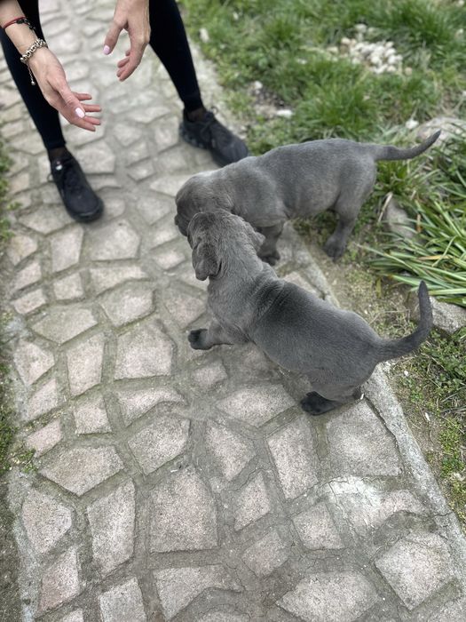 Продавам Кане Корсо на два месеца с ваксини и паспорти