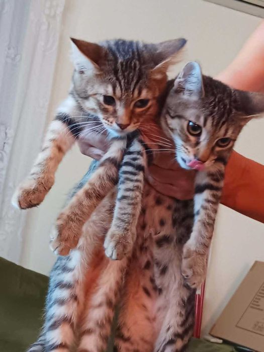 Котенца на 4 месеца търсят дом
