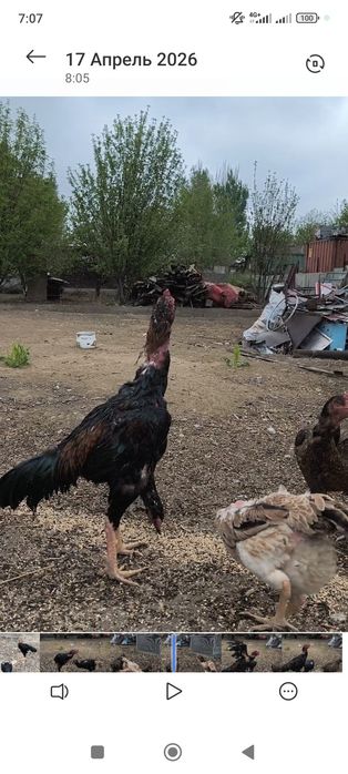 Яйца от хороший семейки