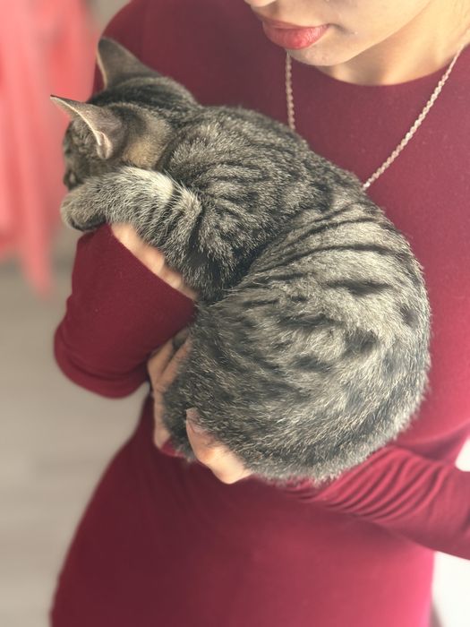 Котенок ищет дом