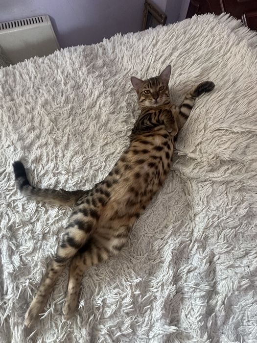 Бенгал. Кот. Отдам