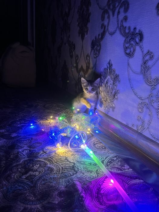 Котенок в добрые руки