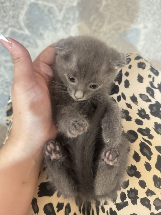 Котята пародистые
