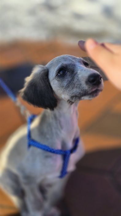 Тазы щенок 2 месяца