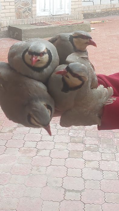 Какликлар сотилади уй шароитида бокилган холати зур