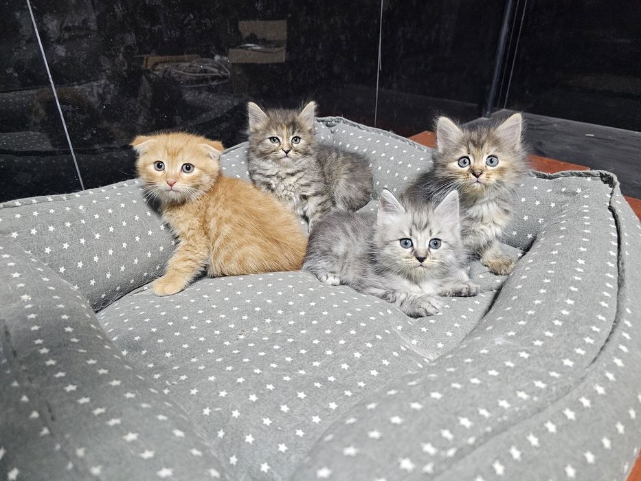 Котята от шотландской вислоухой (скотиш фолд)