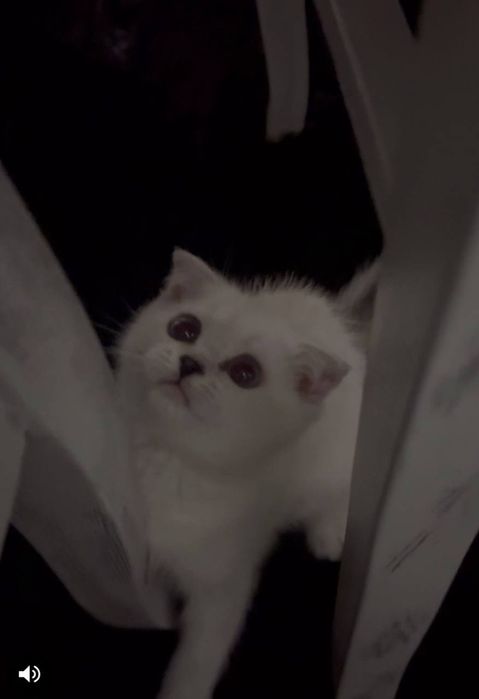 Котёнок Шотландский вислоухий