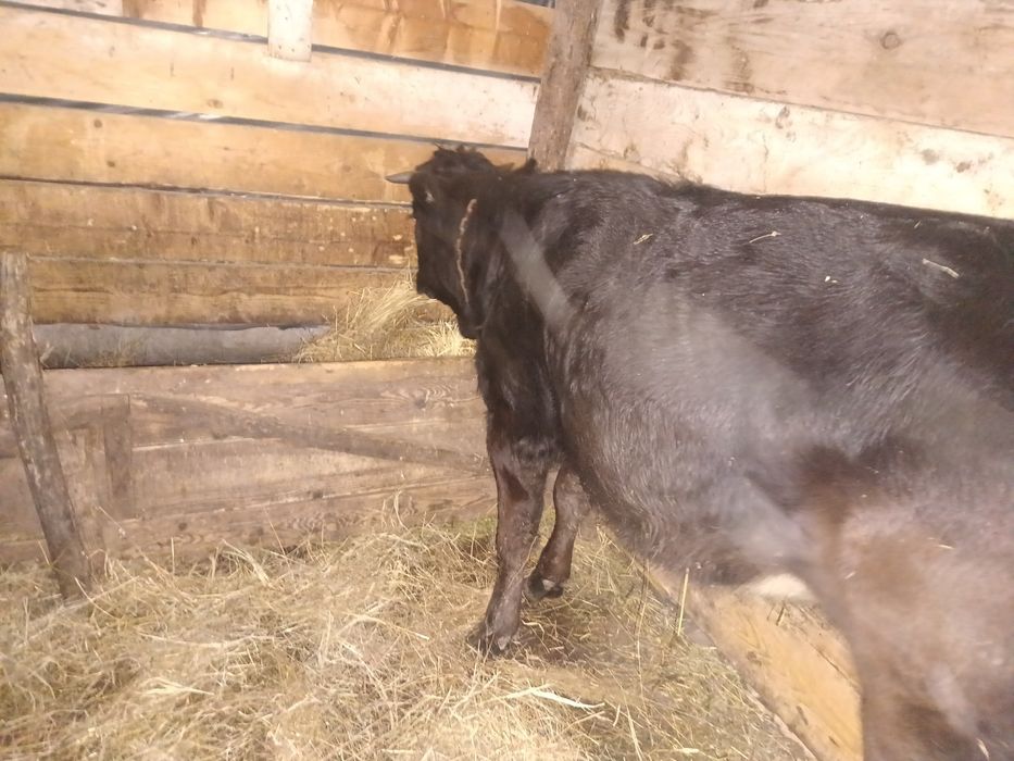 Vând junică ,vitica ,9-10  luni