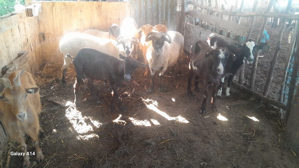 De vânzare ce se vede 0760914612