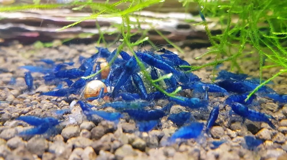 Креветки блю дрим