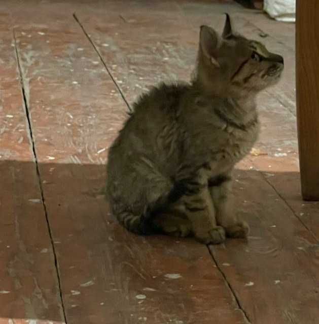 Uy pishagi asli uzbek/tojik