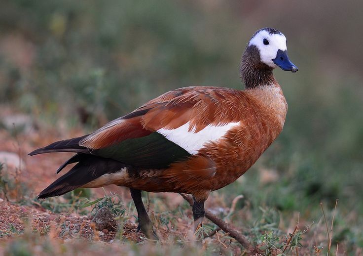 Califar African (rațe gâște exotice călifari Africani)