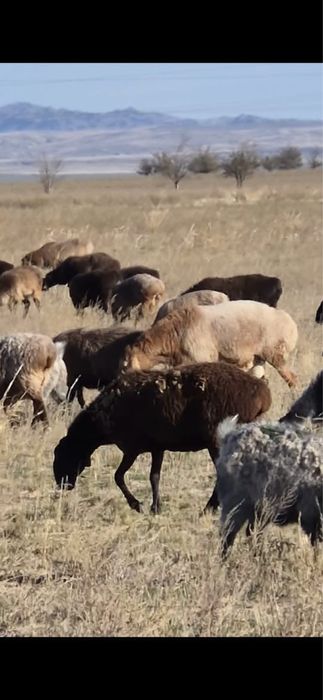 Кошкар, баран производитель
