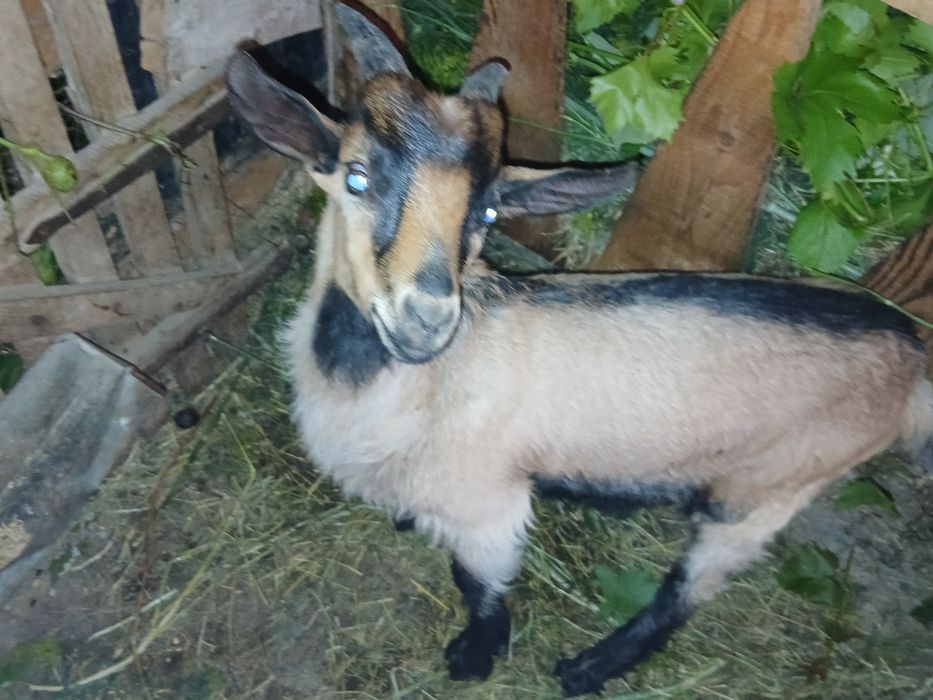 Țap  tânăr . De vanzare.