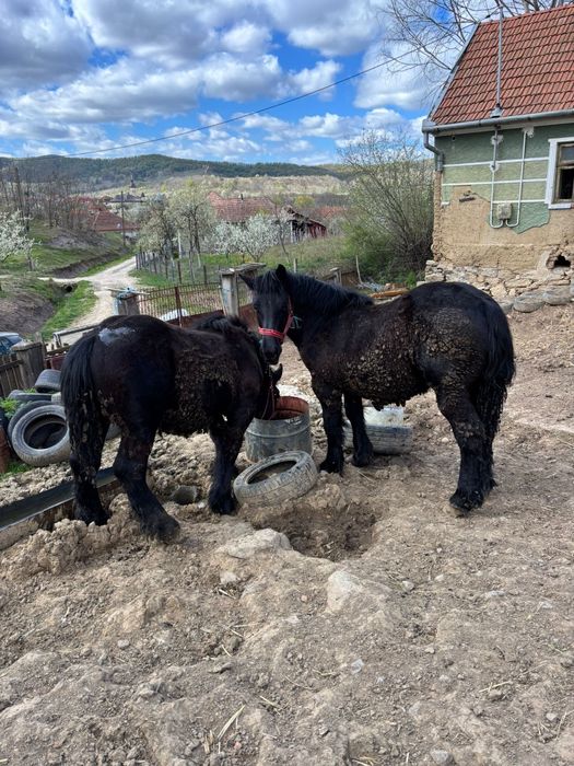 Manji de 1 ani,armăsari