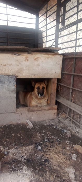 Щенки бельгийская овчарка