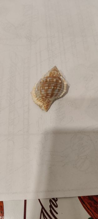 Продам ракушки натуральные.