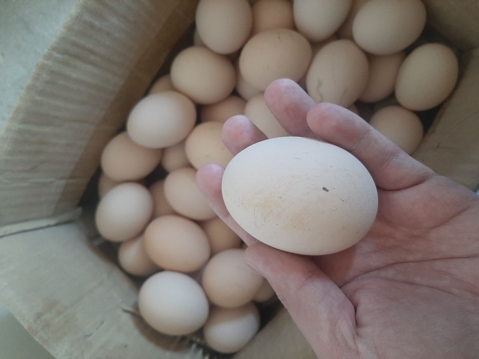 Домашний тухумлар сотилади